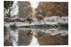 Foam board print Reflections of the wild