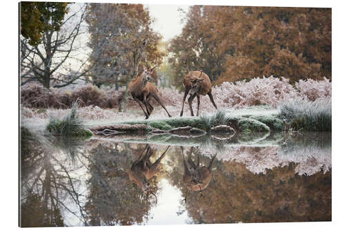 Gallery Print Spiegelungen der Wildnis