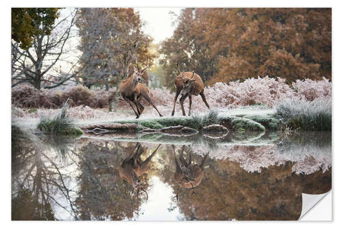 Muursticker Reflections of the wild