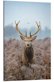 Magnettafel Die Galionsfigur