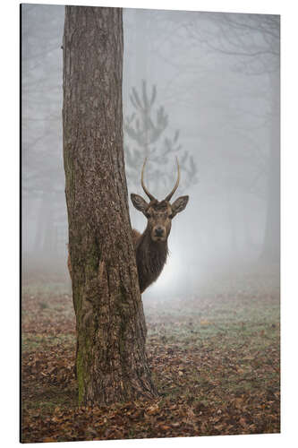 Quadro em alumínio Peekaboo deer