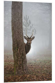 Foam board print Peekaboo deer