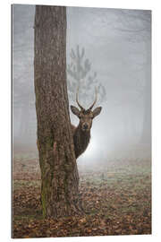 Gallery print Peekaboo deer