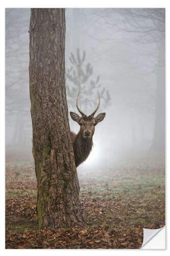 Sisustustarra Peekaboo deer