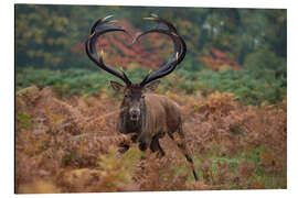 Magnettafel Der Blick der Wildnis