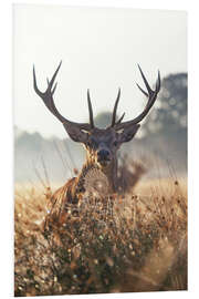 Foam board print Imposing deer in an enchanted landscape