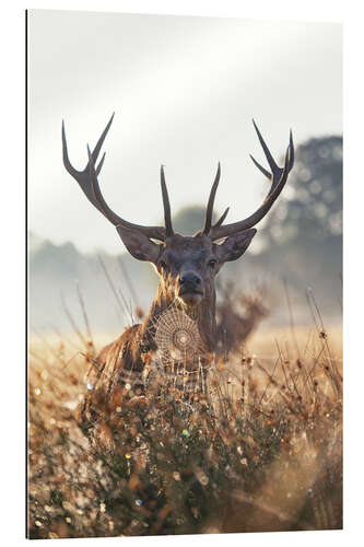 Gallery print Imposing deer in an enchanted landscape