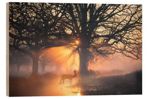 Tableau en bois Bathed in light