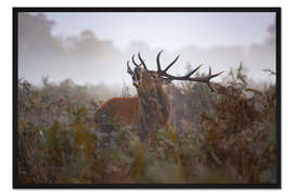 Gerahmter Kunstdruck Ruf der Wildnis