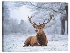 Canvastavla  Deer portrait in heavy frost - Max Ellis