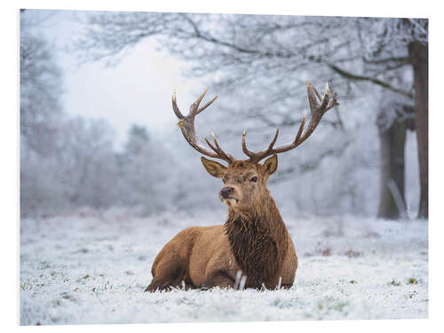 Quadro em PVC Deer portrait in heavy frost