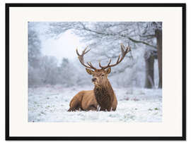 Gerahmter Kunstdruck Hirschporträt bei starkem Frost