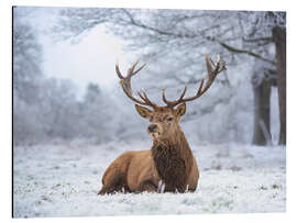 Magnettafel Hirschporträt bei starkem Frost