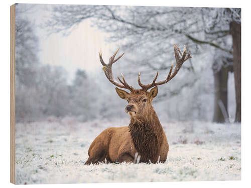 Puutaulu Deer portrait in heavy frost