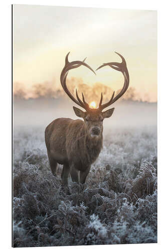 Galleriprint I heart you deer