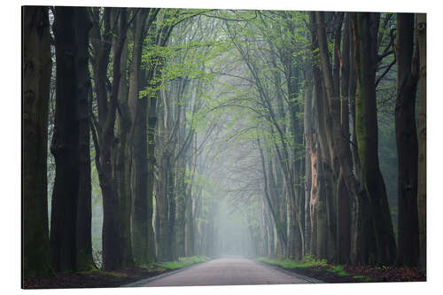 Alubild Straße im Wald