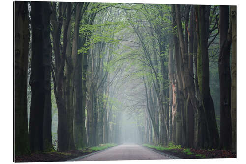 Cuadro de plexi-alu Road in the woods