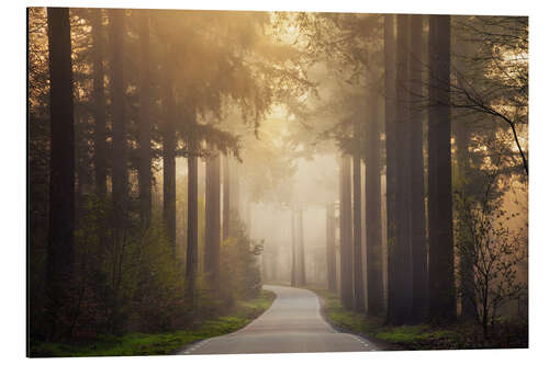 Tableau en aluminium Forest path in the morning