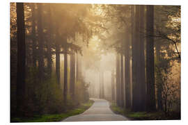 Hartschaumbild Waldweg am Morgen