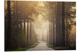 Gallery print Forest path in the morning