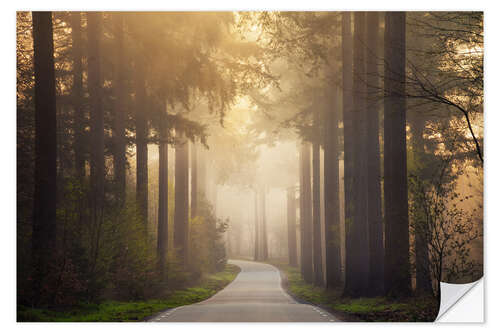 Vinilo para la pared Forest path in the morning