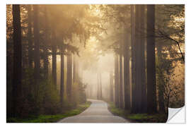 Naklejka na ścianę Forest path in the morning