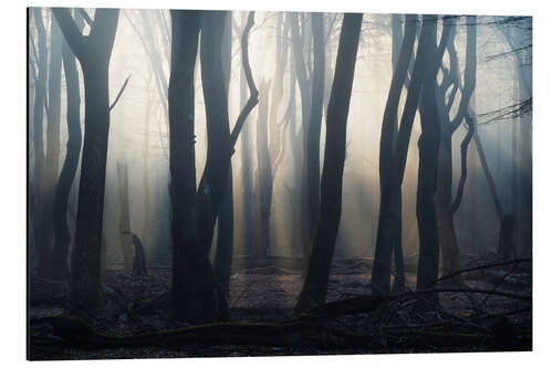 Tableau en aluminium Forêt dans le brouillard