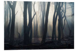 Foam board print Forest in the fog