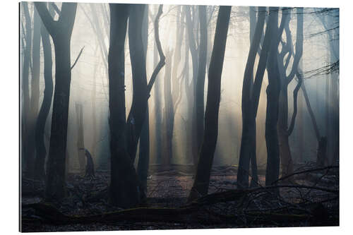 Gallery print Forest in the fog