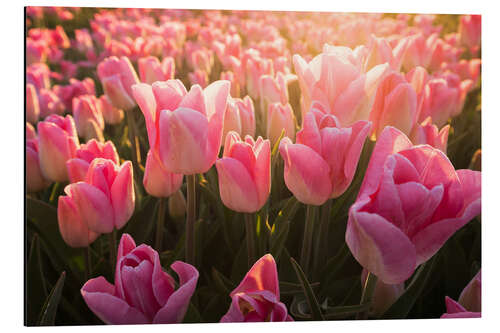 Tableau en aluminium Tulipes au lever du soleil