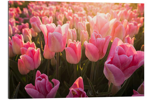 Gallery print Tulips at sunrise