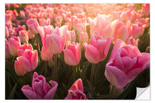 Wandsticker Tulpen bei Sonnenaufgang