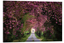 Acrylic print Cherry Blossom