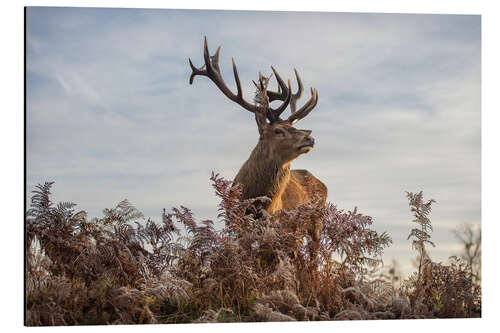 Aluminium print Royal deer portrait