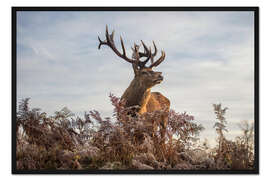 Gerahmter Kunstdruck Königliches Hirschporträt