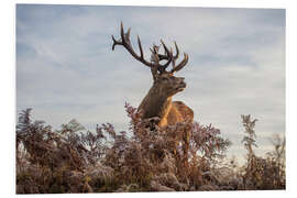 Foam board print Royal deer portrait