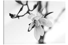 Gallery print Magnolia