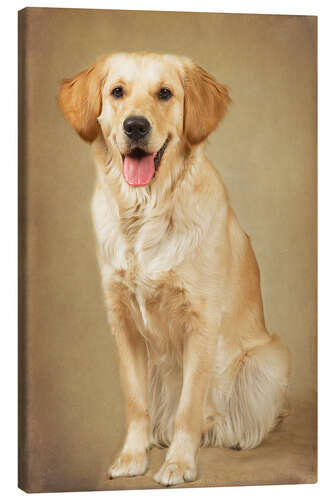 Lienzo Golden retriever