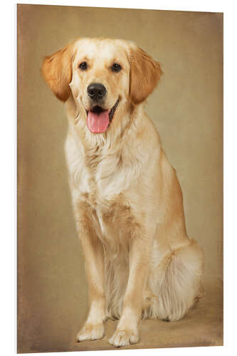 Foam board print Golden retriever