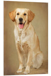 Foam board print Golden retriever