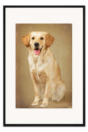 Gerahmter Kunstdruck Golden Retriever