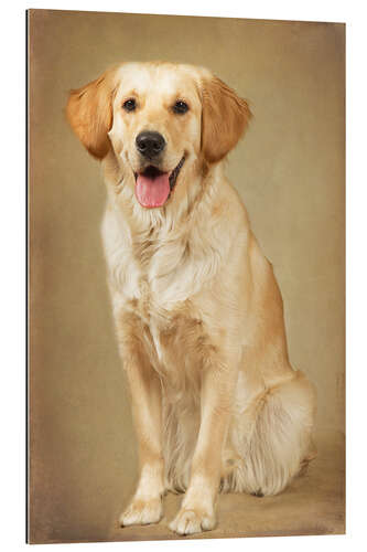 Galleriprint Golden retriever