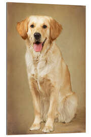 Gallery print Golden retriever