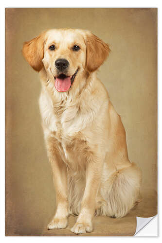 Sticker mural Golden retriever