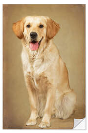 Vinilo para la pared Golden retriever