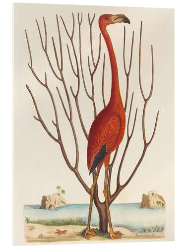 Acrylic print The Flamingo
