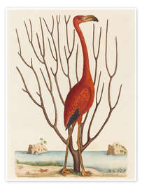 Wall print  Flamingo - Mark Catesby