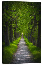 Canvas print Chestnut avenue