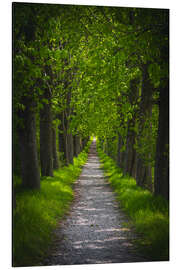 Magnettafel Kastanien Allee