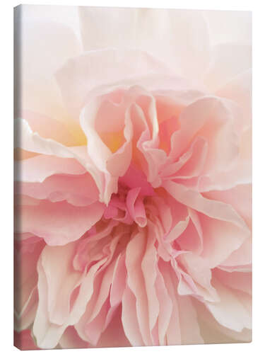 Canvas print Pink Rose